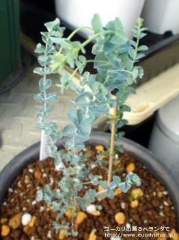 ムーンラグーン (Eucalyptus 'Moon Lagoon')