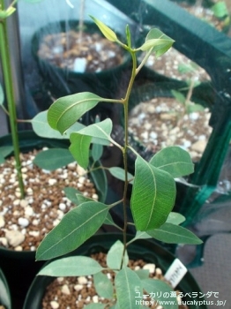 アルボプルプレア (Eucalyptus albopurpurea)