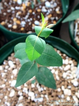 リューコキシロン・プルイノサ (Eucalyptus leucoxylon ssp. pruinosa)