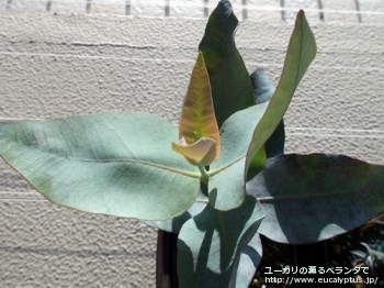 マクロカルパ (Eucalyptus macrocarpa ssp. macrocarpa)
