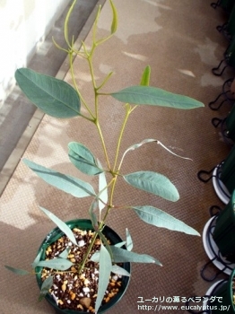 トルクァータ (Eucalyptus torquata)