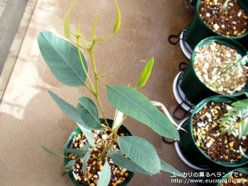 fancyboxトルクァータ(Eucalyptus torquata)の画像2