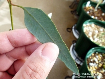 トルクァータ (Eucalyptus torquata)