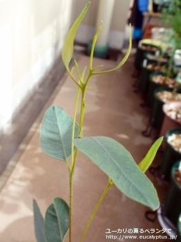 トルクァータ (Eucalyptus torquata)