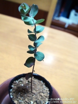 グラウスセンス (Eucalyptus glaucescens)