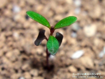 ベルニコサ (Eucalyptus vernicosa)