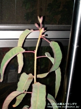 fancyboxシトリオドラ(Corymbia citriodora)の画像9