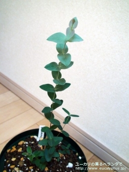 テヌイラミス (Eucalyptus tenuiramis)