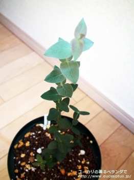 fancyboxテヌイラミス(Eucalyptus tenuiramis)の画像2