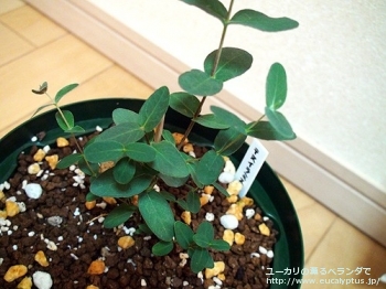 fancyboxテヌイラミス(Eucalyptus tenuiramis)の画像4