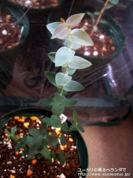 テヌイラミス (Eucalyptus tenuiramis)