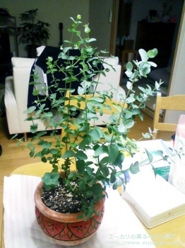 fancyboxグニー(Eucalyptus gunnii ssp. gunnii)の画像1