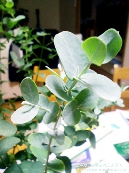 fancyboxグニー(Eucalyptus gunnii ssp. gunnii)の画像1