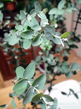 グニー (Eucalyptus gunnii ssp. gunnii)