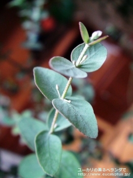 fancyboxグニー(Eucalyptus gunnii ssp. gunnii)の画像4