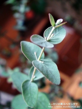 グニー (Eucalyptus gunnii ssp. gunnii)