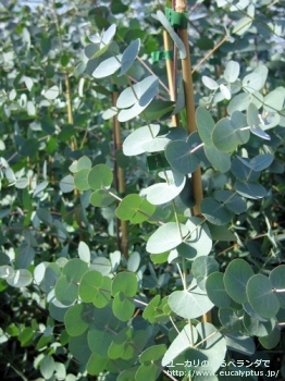 fancyboxグニー(Eucalyptus gunnii ssp. gunnii)の画像5