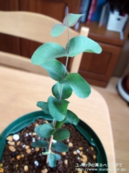 リズドニー (Eucalyptus risdonii)