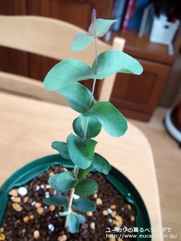 fancyboxリズドニー(Eucalyptus risdonii)の画像6