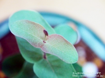 fancyboxリズドニー(Eucalyptus risdonii)の画像4