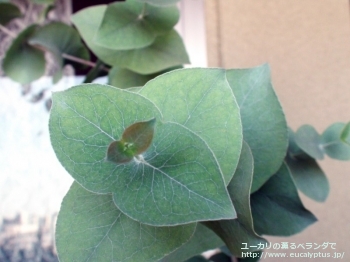 fancyboxリズドニー(Eucalyptus risdonii)の画像5