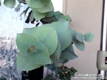 fancyboxリズドニー(Eucalyptus risdonii)の画像1