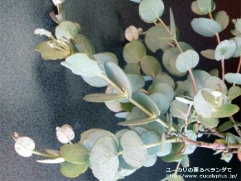 グニー・ディバリカタ (Eucalyptus gunnii ssp. divaricata)