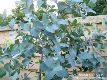 グニー (Eucalyptus gunnii ssp. gunnii)