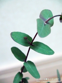 グニー (Eucalyptus gunnii ssp. gunnii)