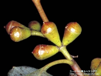 グニー (Eucalyptus gunnii ssp. gunnii)