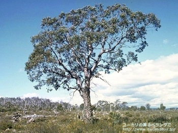 グニー (Eucalyptus gunnii ssp. gunnii)