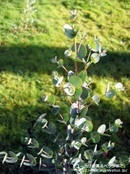 アーチェリ (Eucalyptus archeri)