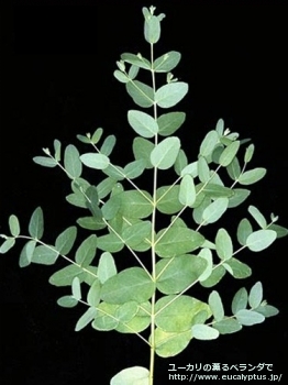 アーチェリ (Eucalyptus archeri)