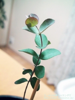 アーチェリ (Eucalyptus archeri)