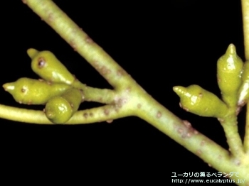 アーチェリ (Eucalyptus archeri)