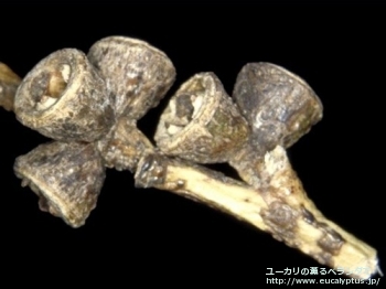 アーチェリ (Eucalyptus archeri)