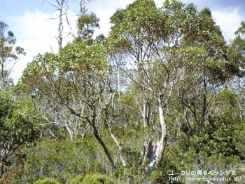 アーチェリ (Eucalyptus archeri)