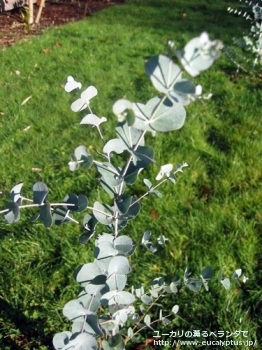 グニー・ディバリカタ (Eucalyptus gunnii ssp. divaricata)