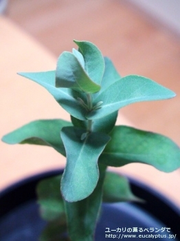 グニー・ディバリカタ (Eucalyptus gunnii ssp. divaricata)