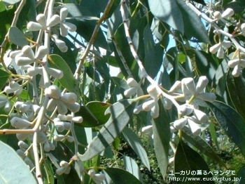 グニー・ディバリカタ (Eucalyptus gunnii ssp. divaricata)