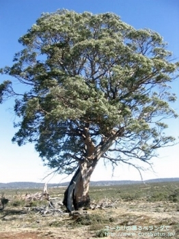 グニー・ディバリカタ (Eucalyptus gunnii ssp. divaricata)