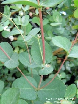 グニー (Eucalyptus gunnii ssp. gunnii)