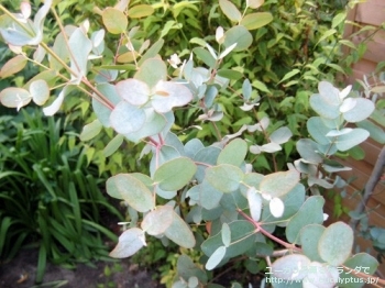 グニー (Eucalyptus gunnii ssp. gunnii)