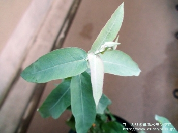 グロブルス (Eucalyptus globulus ssp. globulus)