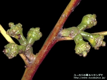 グロブルス・スードグロブルス (Eucalyptus globulus ssp. pseudoglobulus)