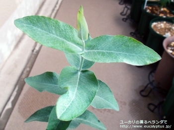 グロブルス・マイデニー (Eucalyptus globulus ssp. maidenii)
