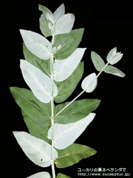 グロブルス (Eucalyptus globulus ssp. globulus)