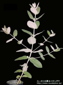 グロブルス・ビコスタータ (Eucalyptus globulus ssp. bicostata)