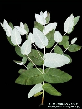 グロブルス・マイデニー (Eucalyptus globulus ssp. maidenii)