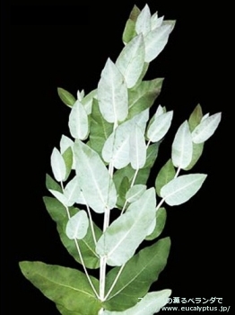 グロブルス・スードグロブルス (Eucalyptus globulus ssp. pseudoglobulus)